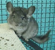 I grew up with dogs, but i got my first cat about three years ago. Keeping Chinchillas As Pets