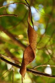 Image result for Bauhinia bowkeri
