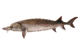 atlantic sturgeon noaa fisheries