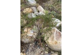 Image result for Convolvulus farinosus