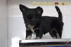 Pin On Chihuahuas