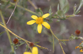 Image result for Osteospermum muricatum