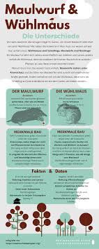 Wühlmaushügel sind flacher als maulwürfshügel. Unterschied Maulwurf Wuehlmaus Erkennen Infografik