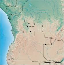 Image result for Strophanthus welwitschii