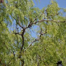 Image result for Prosopis glandulosa