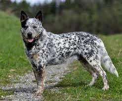 Black And White Spotted Blue Heeler Australian Cattle Dog Want Spotted Fur Like That On Mine Its Soo Pretty Austrailian Cattle Dog Smartest Dogs Cattle Dogs Rule