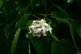 Image result for Vernicia