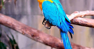 Pin Op Naturaleza