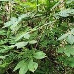 Image result for Manihot carthagenensis