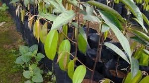 Published with reusable license by. Cara Cantuman Mata Tunas Pokok Durian Rambutan Di Upm Kebun Bandar Agri Upm