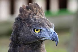 It is a powerful bird of prey and the largest eagle in south africa. Martial Eagle Overberg Crane Group