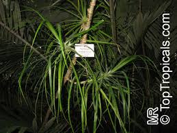 Image result for Pandanus sp. B