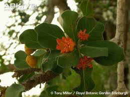 Image result for Turraea robusta