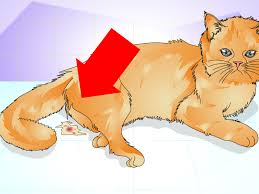 Spend quality time with her. How To Tell If A Cat Is Spayed 12 Steps With Pictures Wikihow