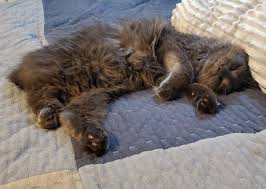Adopt black cats & siamese cats. My Thanks To Reddit I M Highly Allergic To Cats And Couldn T Bring Myself To Get Another Dog I Recently Had To Put Down My Old Dog Read About The Russian Blue Breed