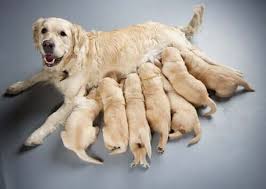 9 Care Tips For Pregnant And Lactating Dogs Pregnant Dog Dogs Newborn Puppies