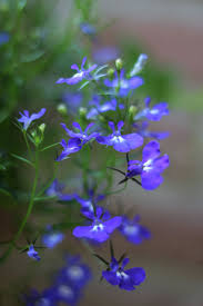 Check spelling or type a new query. Lobelia One Year Olds Garden Flowers Bedding Plants Floriculture Summer Hanging Basket Blue Flowering Plant Pxfuel