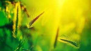 Maybe you would like to learn more about one of these? Hd Wallpaper Nature Summer Season 1920x1080 Nature Seasons Hd Art Summer Season Wallpaper Flare