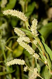 Image result for Persicaria lapathifolia