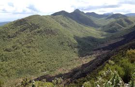 Image result for Microcoelia nyungwensis