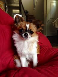 Longhaired Chihuahua Puppy Named Tikka Smirking Chihuahua Smiling Dog Happy Dog Long Haired Chihu Teacup Chihuahua Puppies Chihuahua Love Chihuahua Puppies