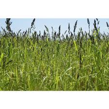 Image result for Millettia psilopetala