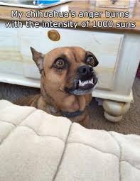 Funny Dog Memes Clean Funny Dog Memes 2019 Dog Meme Face Cute Dog Memes Dog Memes Best Dog Memes Funny Animals Funny Animal Memes Funny Dogs