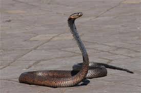 We did not find results for: Nag Panchami 2021 Date Muhurat And Celebration This Year