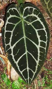 Pin On Anturio