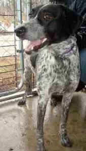 Lady Is A 1 Year Old Blue Heeler German Short Hair Pointer Mix She Is Spayed And Housebroken Lady Is An Active Girl W Cattle Dog German Shorthair Blue Heeler