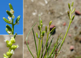 Image result for Triglochin bulbosa