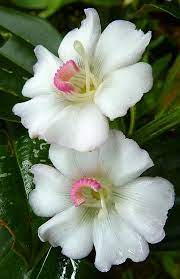 Pin On Flowers ܓ