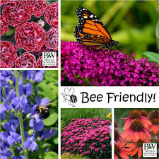 However, in my experience, leaving a garden to simply go wild will not always bring the best results in terms of attracting more wildlife and especially pollinators. Photo Essay Bee Friendly Perennial Resource