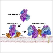 We are looking for assessors to join our team to work on our online assessment centres from november 2021. Structural Basis For Recruitment And Activation Of The Ap 1 Clathrin Adaptor Complex By Arf1 Sciencedirect