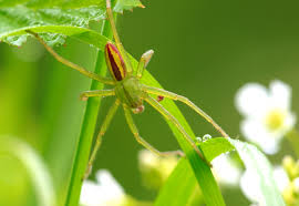 There's a small spider on my curtain in my bedroom and it sometimes play dead. Micrommata Virescens Wikipedia