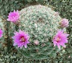 Los cactus son nativos de américa, se extienden desde patagonia en el sur a partes del oeste de canadá en el norte. Cactus Bola Rosada Ecured