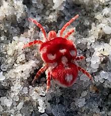 Image result for red mite