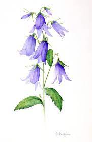 Bluebell Google Search Blue Bell Flowers Watercolor Flowers Paintings Botanical Painting