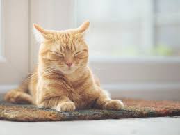 For example, you may like the fact that natural materials like wheat and kernel corn are eco friendly but they may have a few problems concerning odor control and clumping cat litter. The Best Cat Litter Subscriptions Of 2021