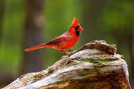 Us State Birds Worldatlas