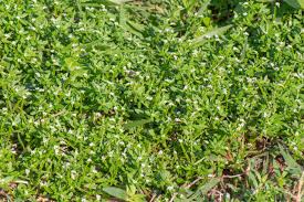 Image result for Euploca ovalifolia