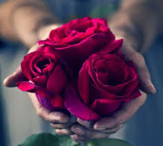 صور ورود اجمل صور زهور رائعة In 2021 Beautiful Flowers Photography Flowers Photography Flowers