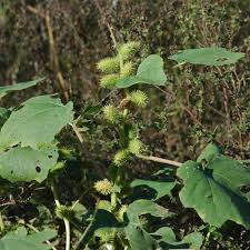Image result for Xanthium