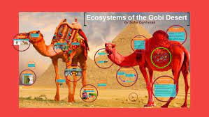 The camelids, as a family, include the new world camelids: Abiotic Factors By