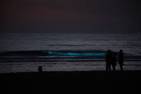 Doordat deze alg geen bladgroen heeft, kan het niet zijn eigen voedsel maken met behulp van licht (fotosynthese). Zeevonk Katwijk Photos Facebook
