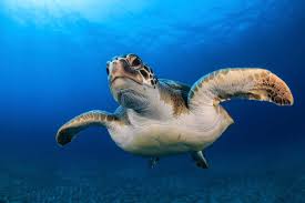 Synonyms, crossword answers and other related words for sea turtle. Sea Turtles Sharks And King Penguins Swim In Mysterious Circles New Scientist
