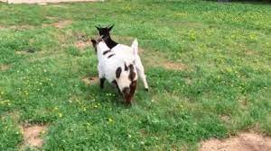 Fainting Goats Gifs 30 Funny Animated Images Free To Use