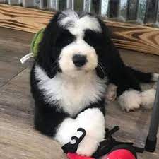 Find sheepadoodle puppies for sale and sheepadoodle dog breeders | preferable pups is the safest way to buy a sheepadoodle. 7 Best Sheepadoodle Breeders In Texas 2021 We Love Doodles