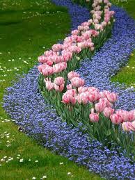 Free Image On Pixabay Tulips Bed Pink Forget Me Not Garden Bulbs Tulips Garden Beautiful Gardens