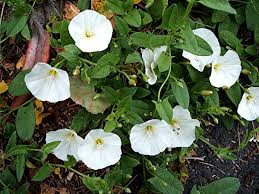 Image result for Convolvulus arvensis